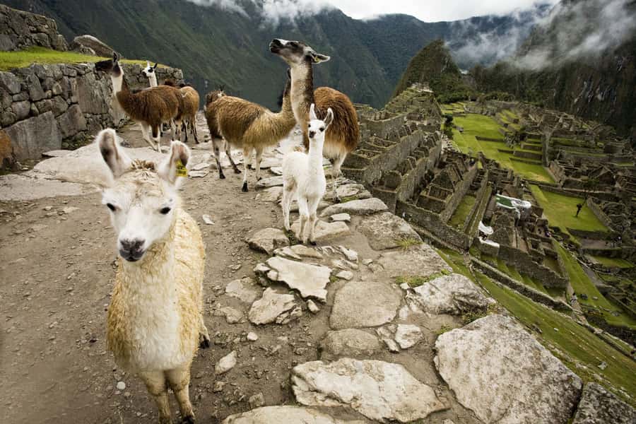 From Cusco: Machu Picchu Private Day Trip on Panoramic Train - What to bring so the day doesn’t fight you