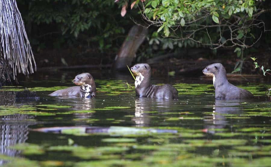 From Cusco: Manu National Park 3 Day Tour - Price and logistics: does $370 feel like good value