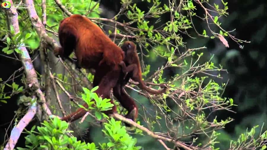 From Cusco: Manu National Park Tour & Accommodation 3 Days - Key things to know before you go