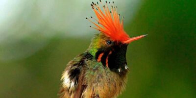 From Cusco: Manu National Park Tour & Accommodation 3 Days - Day 1 in the Andes: Cusco road stops, Ninamarca burials, and cloud forest searching
