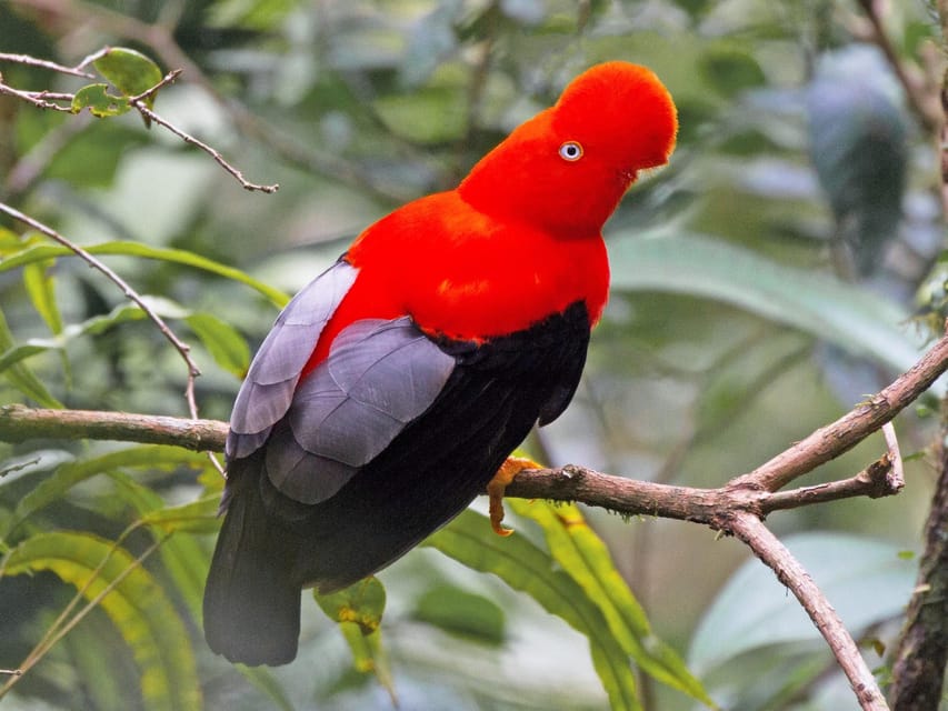 From Cusco: Manu National Park Tour & Accommodation 3 Days - Day 3 return to Cusco: medicinal plants garden and cloud forest drive-through views
