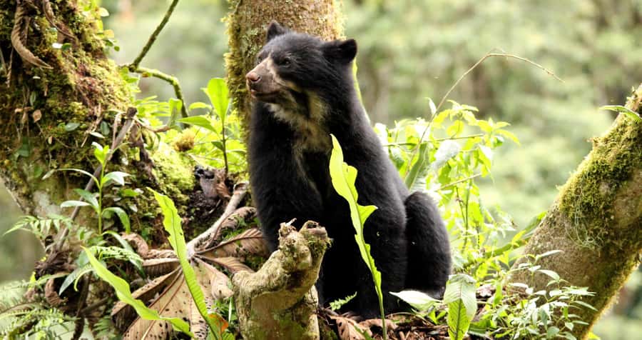From Cusco: Manu National Park Tour & Accommodation 3 Days - Wildlife watching that actually works (and how to enjoy the waiting)