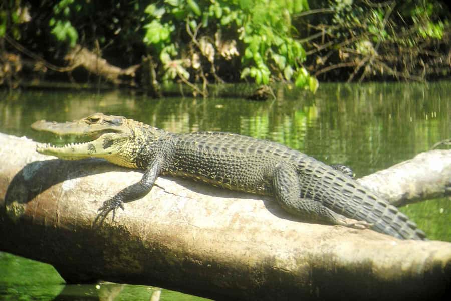 From Cusco: Manu National Park Tour & Accommodation 3 Days - Food and lodging reality at Basical Hostel
