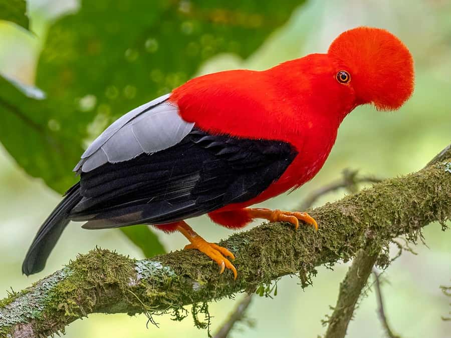 From Cusco: Manu National Park Tour & Accommodation 3 Days - Travel logistics that matter: early starts, guide language, and group size