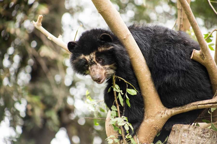 From Cusco: Manu National Park Tour & Accommodation 3 Days - Price and value: is 3 days enough for Manu?