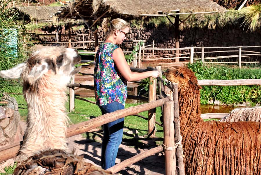 From Cusco: Private Pisac Ruins and Alpaca Farm Day Trip - Key highlights that make this day trip worth your time