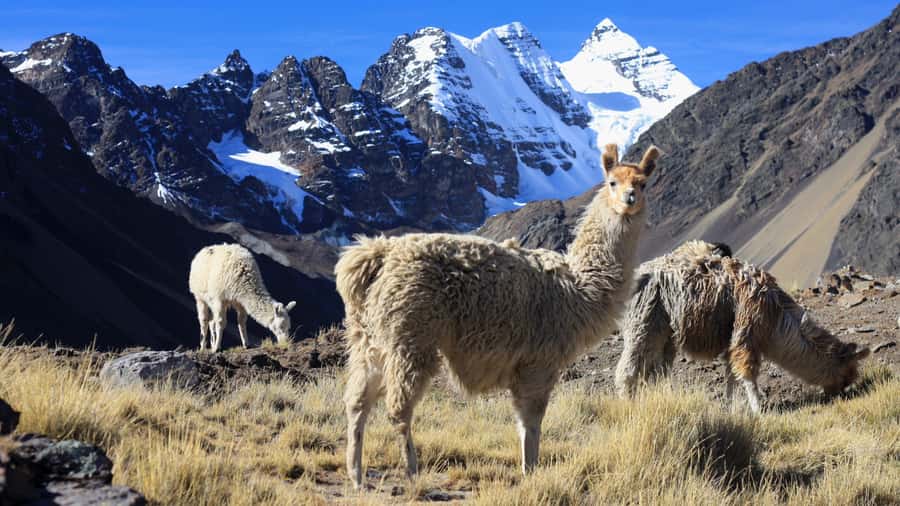 From Cusco: Rainbow Mountain Trek - Guides, Group Size, and Pacing: What You Should Actually Care About