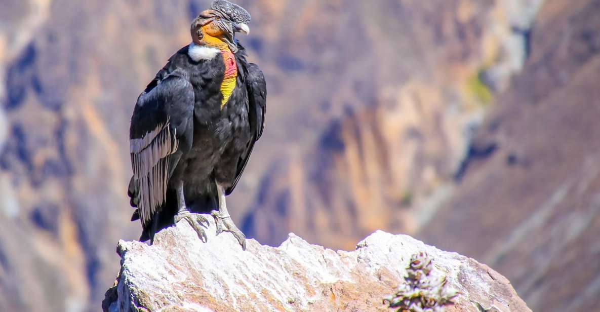 Full-Day Condor Viewpoint & Inca Sites Tour - What To Bring For Comfort And Better Photos