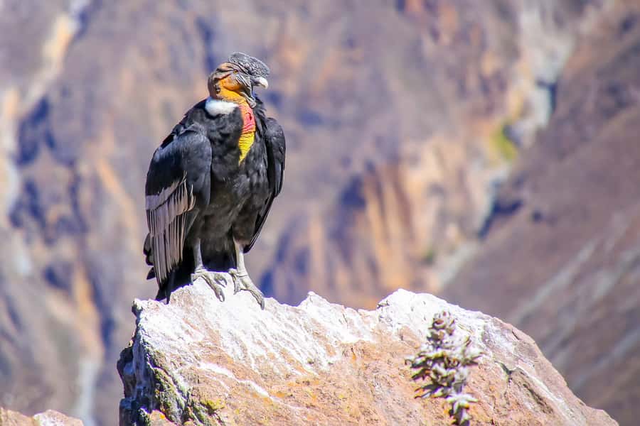 Full-Day Condor Viewpoint & Inca Sites Tour - Cusco Pickup And The Altitude Reality Check