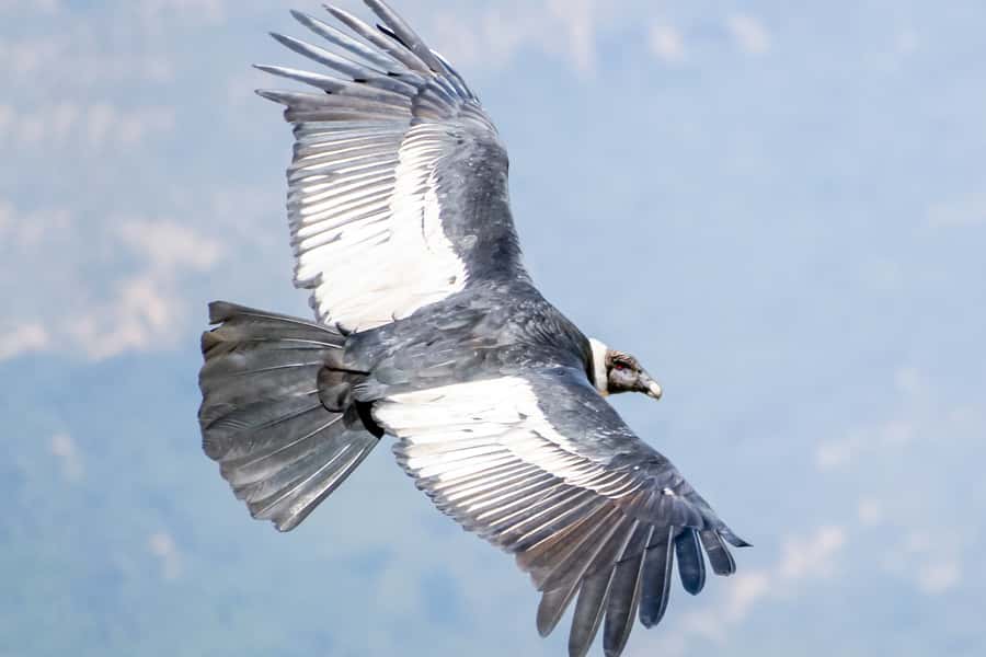 Full-Day Condor Viewpoint & Inca Sites Tour - Huaco Viewpoint And The Andean Condor Flight