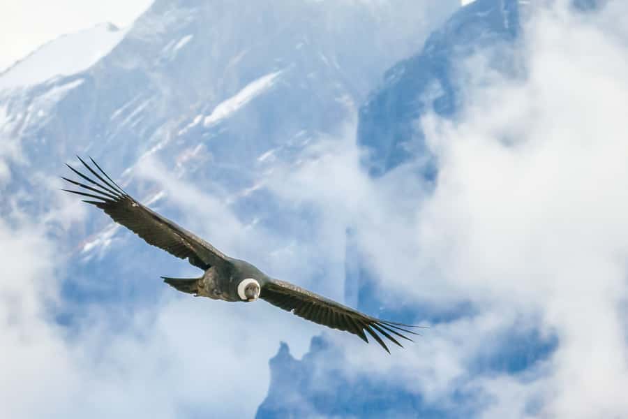 Full-Day Condor Viewpoint & Inca Sites Tour - Who This Tour Fits Best (And Who Should Skip It)