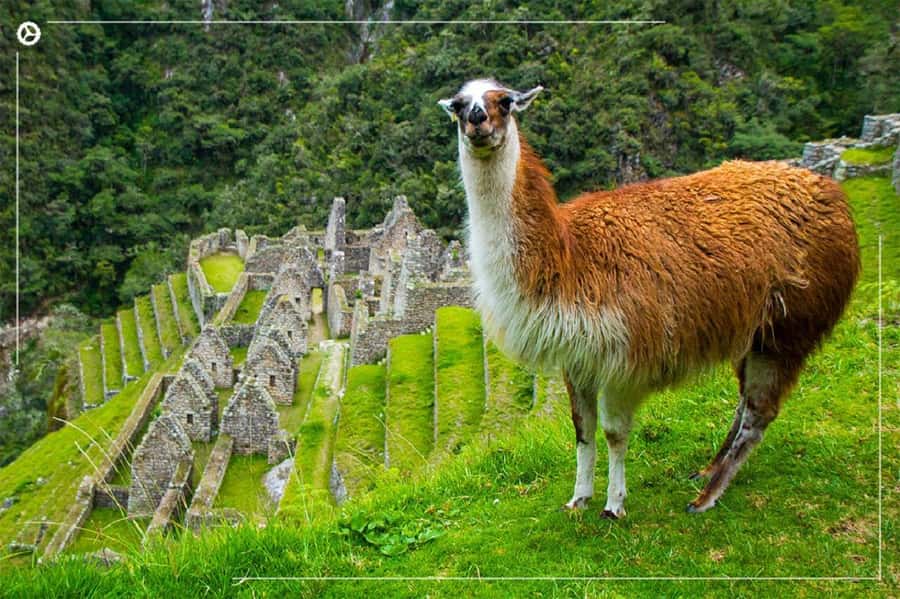 Inca Trail 2 days to Machu Picchu - Key Highlights You’ll Care About