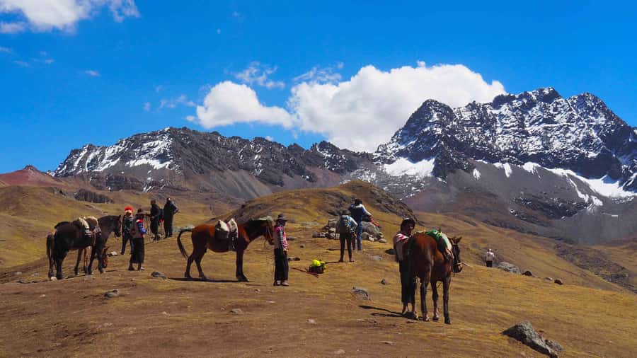 Lima: 7-Day Inca Tour with Flights and Machu Picchu - Paracas, Ica, and Huacachina: sea lions, pisco, and sand sports