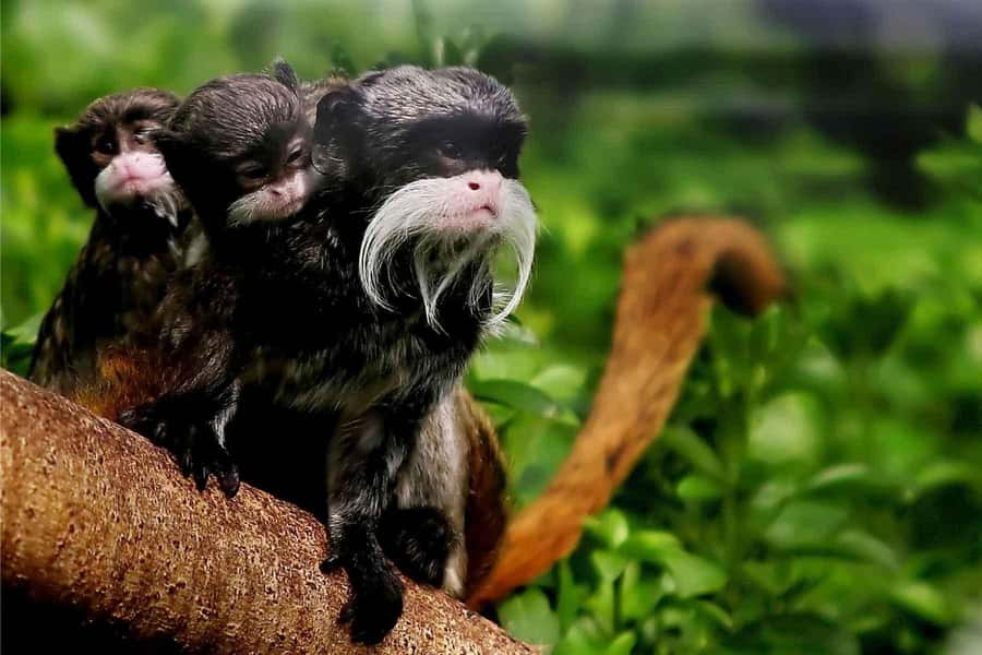 Living Nature from Cusco: 3 Days Manu Jungle all inclusive - Day 2: Atalaya boat transfer, Amazon Manu Lodge, Machuwasi Lake, and the jungle night walk