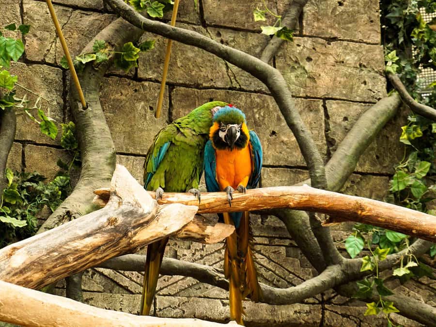 Living Nature from Cusco: 3 Days Manu Jungle all inclusive - Lodges and comfort: Pilcopata vs Amazon Manu Lodge, plus the real travel reality