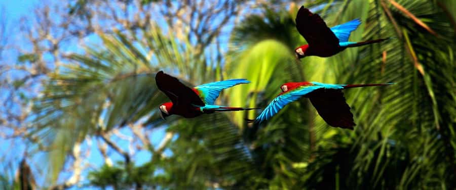 Living Nature from Cusco: 3 Days Manu Jungle all inclusive - Best fit: who should book, and who should skip