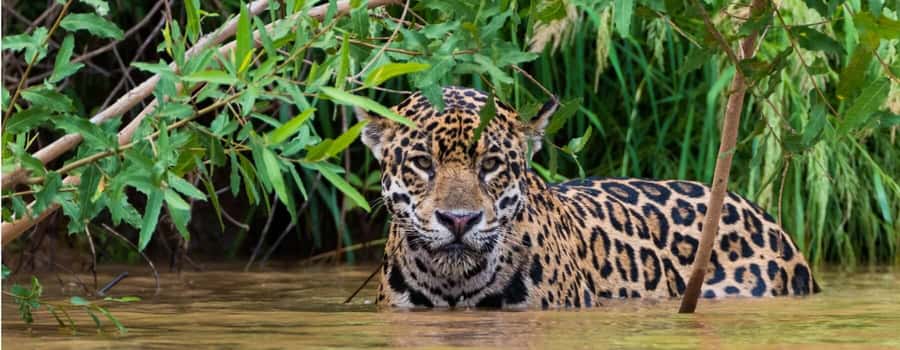 Living Nature from Cusco: 3 Days Manu Jungle all inclusive - Should you book this Manu Jungle tour from Cusco?
