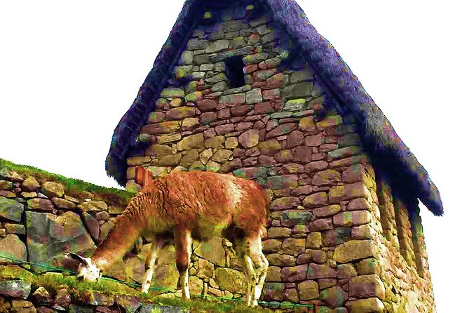 Machu Picchu 1 Day Tour from Cusco by Train - Down the mountain: bus back to Aguas Calientes and time for lunch
