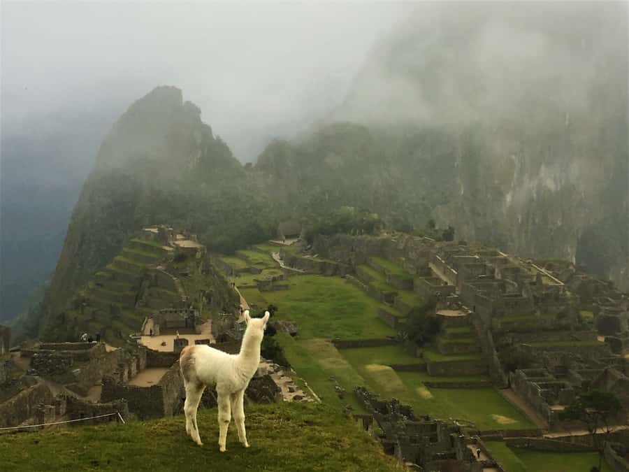 Machu Picchu: Private Tour Guide Service - Price and value: $98 per group up to 8, plus what’s on you