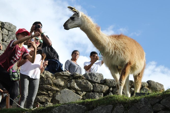 Machu Picchu Tour From Cusco Full Day - Inside Machu Picchu: What the 2-Hour Guided Walk Should Do for You