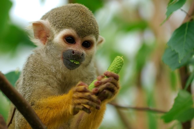 Manu Adventure (4 Days) - Day 3: Jungle trail system day pack lunch, medicinal plants, and caiman-eye hunting