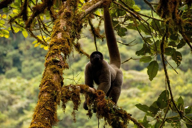 Manu National Park Tour 4days/3night - What the added Peru stops mean for your time: Machu Picchu, Cusco, and the Inca Trail