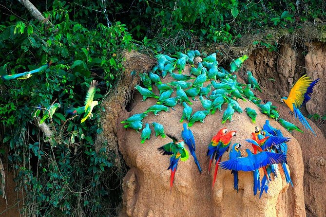 Manu National Park Tour 4days/3night - Food and small extras: semi-buffet meals, vegan options, and snacks that help