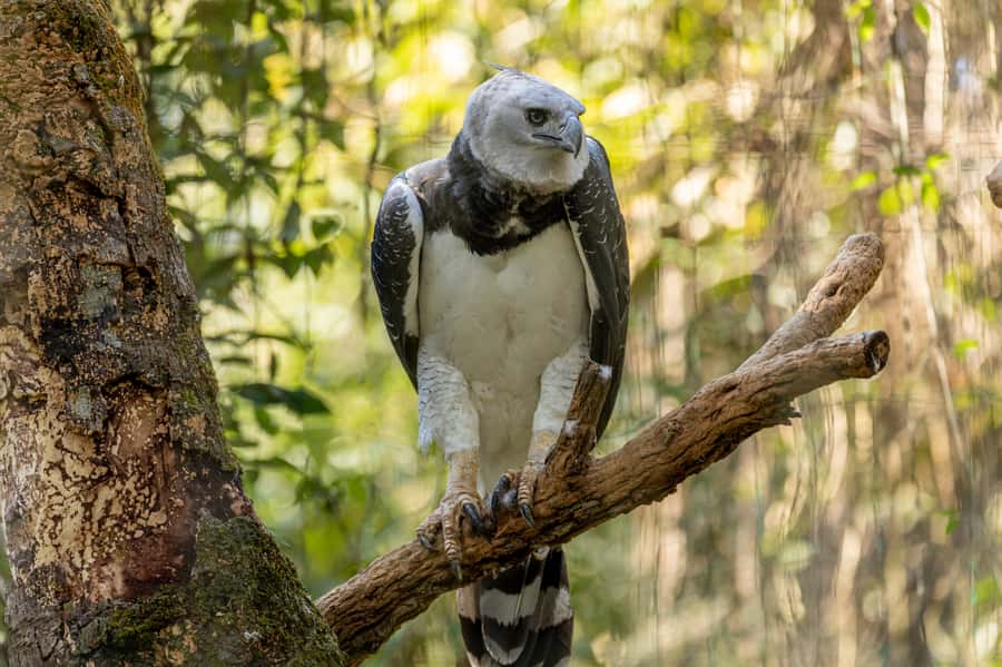 Manu National Park Tours from Cusco 5 Days - Key highlights that make this Manu trip work