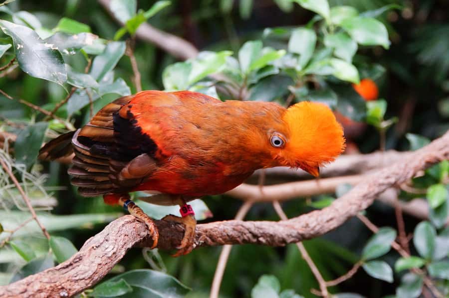 Manu National Park Tours from Cusco 5 Days - Why Manu from Cusco hits differently than a quick jungle add-on