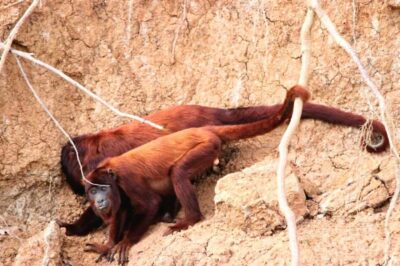 Manu National Park Tours from Cusco 5 Days - Day 1: Cusco to Bambu Lodge via Paucartambo and Tres Cruces