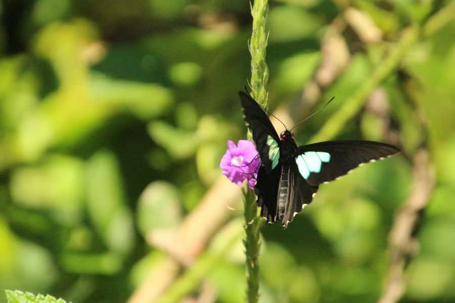 Manu National Park Tours from Cusco 5 Days - Day 3: Parrots, medicinal-plant walks, and the sunset shift