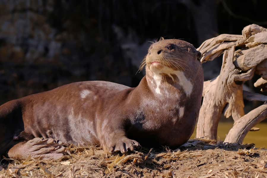 Manu National Park Tours from Cusco 5 Days - Lodges, meals, and the practical stuff that keeps the day sane