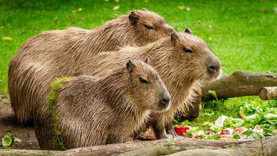 Manu National Park Tours from Cusco 5 Days - Who should book this Manu tour, and who should skip it