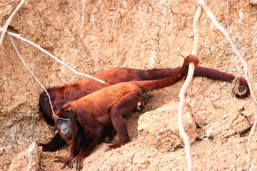 Manu National Park Tours from Cusco 5 Days - Day 1: Cusco to Bambu Lodge via Paucartambo and Tres Cruces