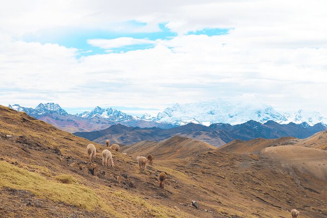 Palccoyo Rainbow Mountain Full Day Tour from Cusco - Food, time, and small-group pacing (what 12 hours really means)