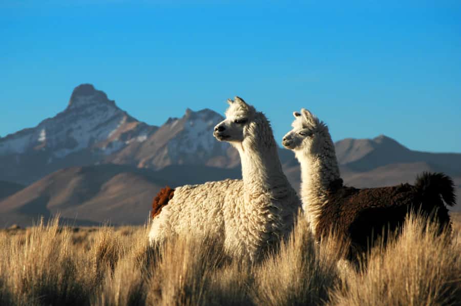 Pisaq, Ollantaytambo, Chinchero - Sacred Valley Experience - Guide quality and language: English support that matters