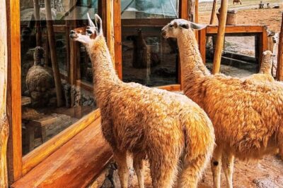 Quad bikes in Moray and Salineras and Picnic with llamas - Cruzpata ATV time: safety brief, Honda TRX 250, and real instructions