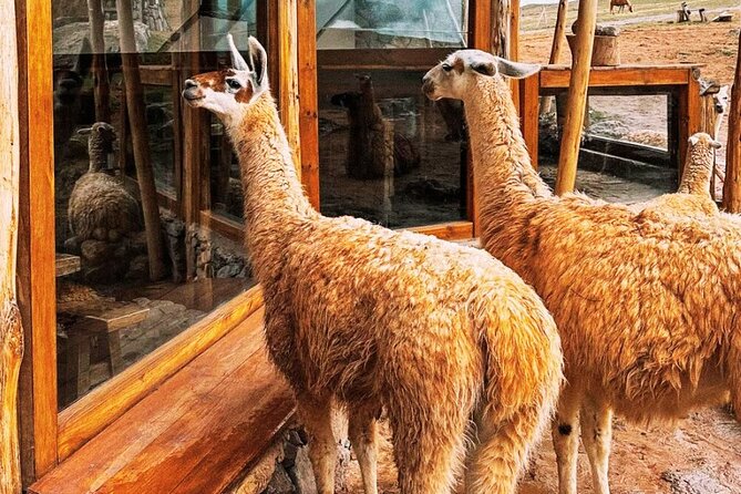 Quad bikes in Moray and Salineras and Picnic with llamas - Cruzpata ATV time: safety brief, Honda TRX 250, and real instructions