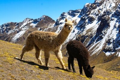 Rainbow Mountain in Cusco Full Day Tour - Cusco pickup and the long road: what to expect before you even hike