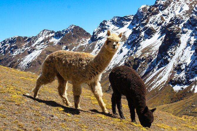 Rainbow Mountain in Cusco Full Day Tour - Cusco pickup and the long road: what to expect before you even hike