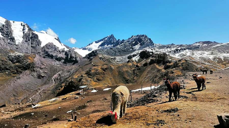 Rainbow Mountain tour and Machu Picchu tour by train - Should you book Libertrek’s Rainbow Mountain + Machu Picchu train combo?