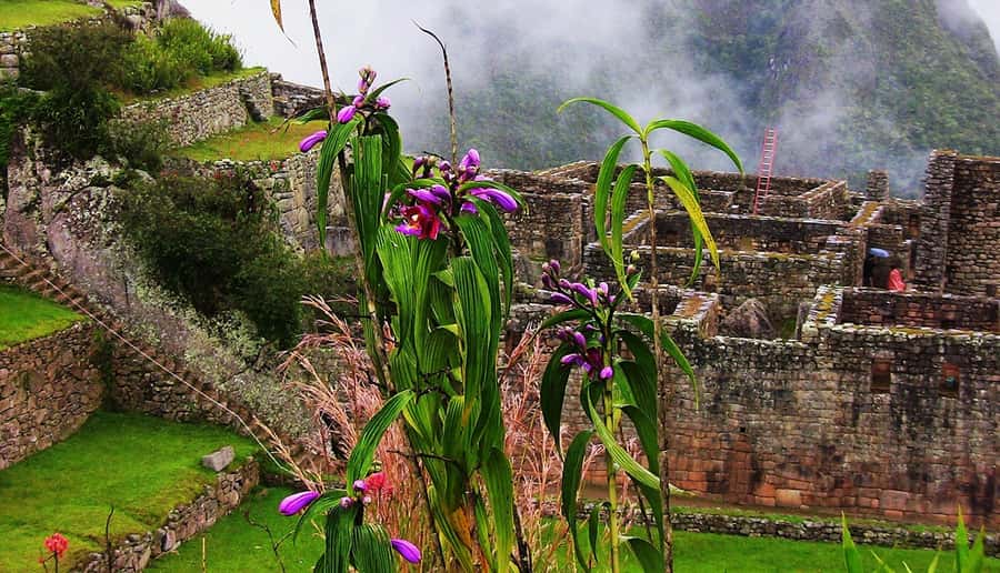 Tour Machu Picchu + Mountain of Huayna Picchu 2 days - Day 1: Cusco to Ollantaytambo, then to Aguas Calientes by mid-afternoon