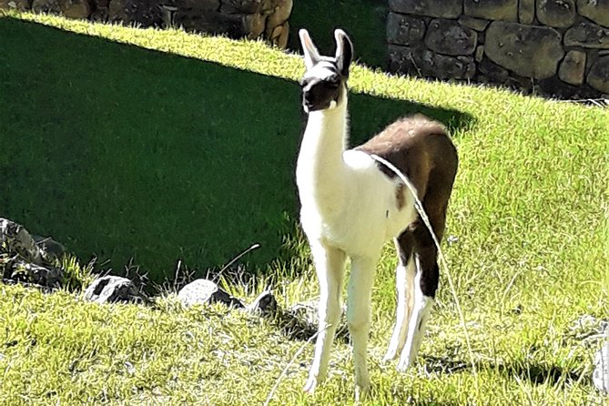 Ultimate Lares Trek & Inca Trail 5 days - Day 5: early buses, Machu Picchu tour, and optional Huayna Picchu or Montaña