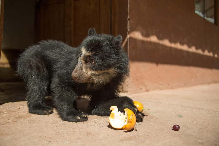 Visit to the Cochahuasi Animal Sanctuary with rescued animal - Key things to know before you go