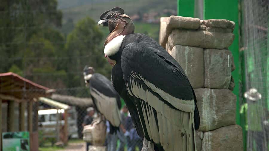 Visit to the Cochahuasi Animal Sanctuary with rescued animal - From Cusco pickup to a wildlife morning in miniature