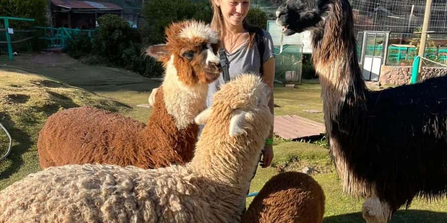Visit to the Cochahuasi Animal Sanctuary with rescued animal - The guided tour plus free time: how to use your 20–25 minutes