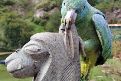 Visit to the Cochahuasi Animal Sanctuary with rescued animal - What the Cochahuasi visit feels like once you arrive