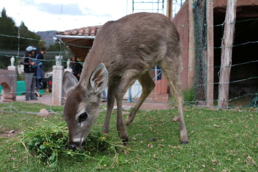 Visit to the Cochahuasi Animal Sanctuary with rescued animal - Llamas and alpacas: the gentler side of the sanctuary
