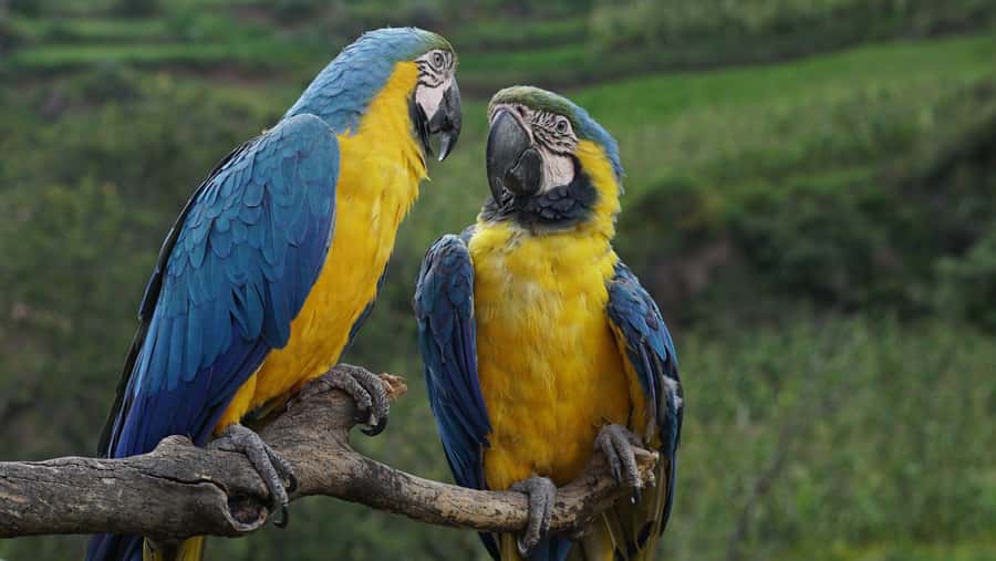 Visit to the Cochahuasi Animal Sanctuary with rescued animal - VIP animal houses and animal enrichment: why this is more than sightseeing