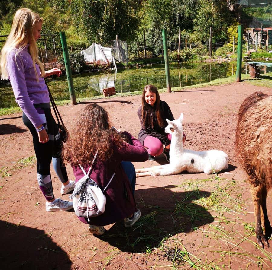 Visit to the Cochahuasi Animal Sanctuary with rescued animal - Price and value: what $50 covers (and what it doesn’t)